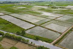 Diện tích lúa mùa tại xã Trung An (huyện Vũ Thư) bị ngập sâu. (Ảnh: Vũ Quang/TTXVN)
