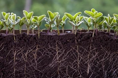 (Ảnh: Capital Gardens)