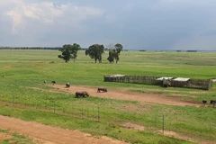 Những chú tê giác đã được cưa sừng với mục đích bảo vệ khỏi bị săn trộm, được thả rông tại khu dừng nghỉ trên Quốc lộ N4 thuộc tỉnh Mpumalanga, Nam Phi. Ảnh: Hồng Minh/TTXVN)