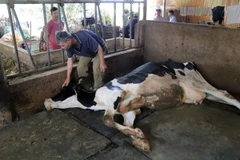 Lâm Đồng: Chưa có phương án bồi thường hộ nuôi bò sữa bị chết do tiêm vaccine