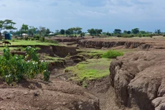 Suy thoái đồng cỏ do chăn thả quá mức gây ra xói mòn đất quá mức ở Kenya. (Nguồn: Phys)