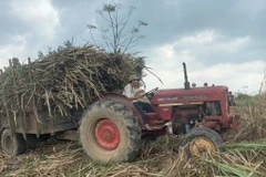 Nhờ sử dụng xe cơ giới chuyên chở mía nên nông dân thuận lợi khi thu hoạch mía. (Ảnh: Tường Quân/TTXVN)