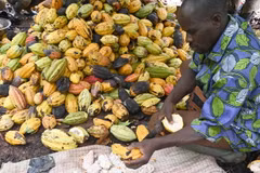Nông dân thu hoạch ca cao tại Sinfra, Côte d'Ivoire. (Ảnh: AFP/TTXVN)