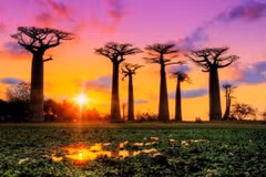 Cây baobab - biểu tượng của lục địa châu Phi. (Ảnh: creation)