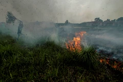 Hiện trường vụ cháy rừng tại Kampar, Riau, Indonesia, ngày 11/10/2019. (Ảnh: THX/ TTXVN)