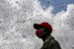 Một người nông dân chứng kiến đàn châu chấu sa mạc xâm chiếm trang trại của mình ở Elburgon, Kenya năm 2021. (Ảnh: AP)