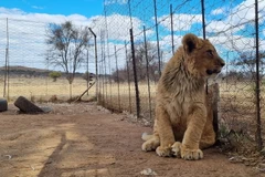 Một chú sư tử con được nuôi nhốt cho mục đích thương mại trong trang trại tư nhân ở tỉnh North West, Nam Phi. (Ảnh: Hồng Minh/TTXVN)