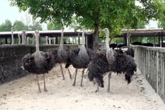 Mô hình chăn nuôi đà điểu của bà Phạm Thị Liên (xã Quảng Hưng, huyện Quảng Trạch, tỉnh Quảng Bình) phù hợp với điều kiện vùng đất cát nóng và cho thu nhập cao. (Ảnh: Tá Chuyên/TTXVN)