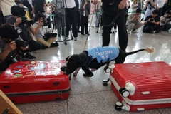 Chó nghiệp vụ đang kiểm tra một chiếc vali tại Sân bay Quốc tế Incheon, Incheon, ngày 25/7/2023. (Ảnh: Yonhap)