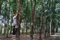 Người dân chăm sóc cây cao su. (Ảnh: K GỬIH/TTXVN)