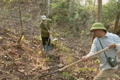 Phát quang thực bì làm đường băng cản lửa nhằm phòng, chống cháy rừng. (Ảnh: Quý Trung/TTXVN)