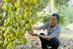 Vườn dâu da của hộ ông Đặng Văn Cấp cho trái sai, giá thương lái thu mua ổn định, hiệu quả kinh tế cao. (Ảnh: Lê Phước Ngọc/TTXVN)