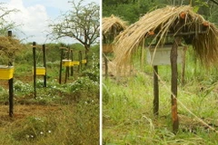 Hàng rào treo tổ ong mật để ngăn chặn voi xâm nhập trang trại tại Kenya. (Ảnh: Mạng X)