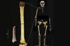 Ảnh minh họa. (Nguồn: AP)