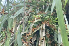 Mật độ châu chấu tại xã Minh Khai, huyện Thạch An, Cao Bằng,có nơi lên đến 2.000-3.000 con/m2. (Ảnh: TTXVN phát)