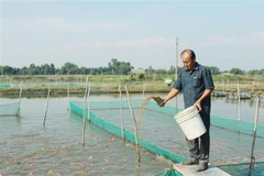 Ông Nguyễn Tấn Phong, chủ trại cá Tấn Phong, huyện Bình Chánh cho cá cảnh ăn. (Ảnh: Xuân Anh/TTXVN)