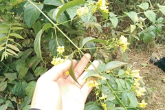 (Nguồn: suckhoedoisong.vn)