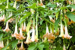 Cây hoa chuông. (Nguồn: suckhoecong.vn)