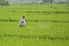 Phun thuốc phòng chống sâu bệnh cho lúa. Ảnh minh họa. (Ảnh: Văn Dũng/TTXVN)