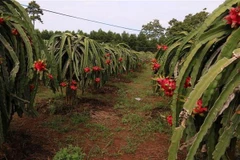 Bình Thuận hiện được xem là thủ phủ thanh long của cả nước. (Ảnh: Hoàng Nhị/TTXVN)