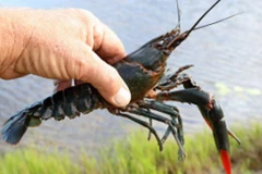 Tôm càng đỏ. (Nguồn: nas.er.usgs.gov)