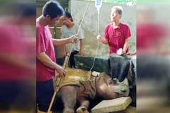 Cá thể tê giác đực cuối cùng của Malaysia đã bị chết. (Nguồn: News Straits Times)