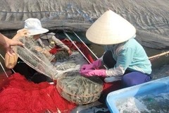 BR-VT phát triển các vùng sản xuất nông nghiệp ứng dụng công nghệ cao