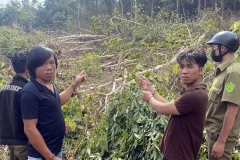 Lâm Đồng: Tạm giữ 6 đối tượng hủy hoại gần 1 ha rừng tự nhiên