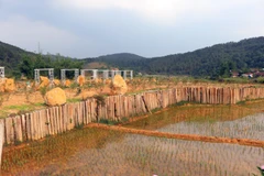 Kon Tum: Kon Plông lập Tổ công tác đặc biệt xử lý vi phạm về đất đai