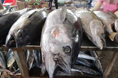 Lần đầu tiên cá ngừ trở thành ngành hàng giá trị tỷ USD 