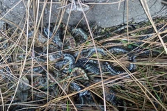 Sâu róm phá hoại hàng nghìn ha rừng thông tại tỉnh Hà Tĩnh