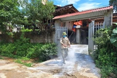 Lợn chết không báo cáo, Bắc Kạn bùng phát dịch tả lợn châu Phi