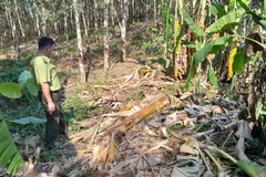 Bình Phước: Voi rừng phá chòi và cây trồng của dân ở xã Tân Lợi