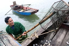 Hà Tĩnh: Làm rõ nguyên nhân ngao, hàu chết hàng loạt ở các địa phương
