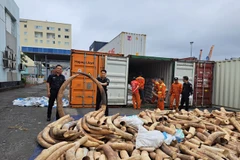 Bắt giữ lô ngà voi nhập lậu lớn nhất từ trước đến nay tại Hải Phòng