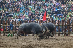 Vĩnh Phúc: Lễ hội chọi trâu Hải Lựu thu hút đông đảo người dân