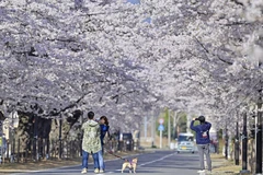 Nhật Bản chấm dứt kiểm soát biên giới phòng dịch sớm hơn dự kiến