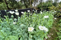 Bắt giữ đối tượng trồng hơn 2.000 cây thuốc phiện trong vườn nhà