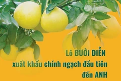 [Infographics] Lô bưởi Diễn xuất khẩu chính ngạch đầu tiên đến Anh