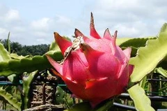 Tìm giải pháp hài hòa lợi ích từ giống thanh long Long Định 1