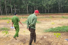 Bình Phước: Điều tra vụ người tố cáo phá rừng bị chặt phá vườn cao su