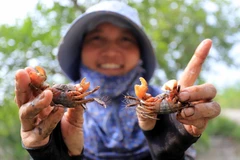 [Photo] Đậm đà hương vị mắm cáy Hồng Tiến của Thái Bình