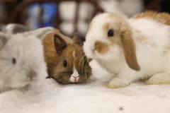 Những hình ảnh Thỏ phổ biến trong Tết Nguyên đán 2023 ở Trung Quốc