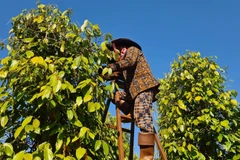 Gia Lai: Giá hồ tiêu liên tục tăng khi bước vào niên vụ 2023