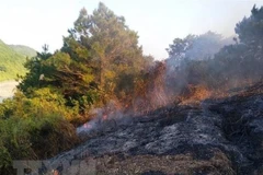 Kon Tum: Cháy rừng tại huyện Sa Thầy, hai người tử vong