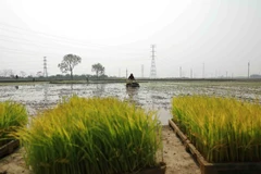 Gần 93% diện tích ở Trung du và Đồng bằng Bắc Bộ đủ nước cho gieo cấy