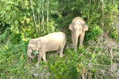 Nghệ An: Phát hiện xác voi rừng bị chết chưa rõ nguyên nhân