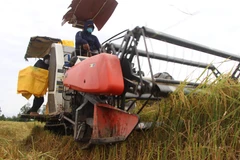 Giá lúa ở khu vực Đồng bằng sông Cửu Long biến động trái chiều