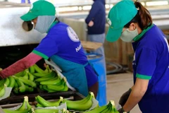 Việt Nam chính thức xuất khẩu chuối tươi sang Trung Quốc