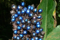 Kỳ lạ loài thực vật có quả sáng lấp lánh như kim cương